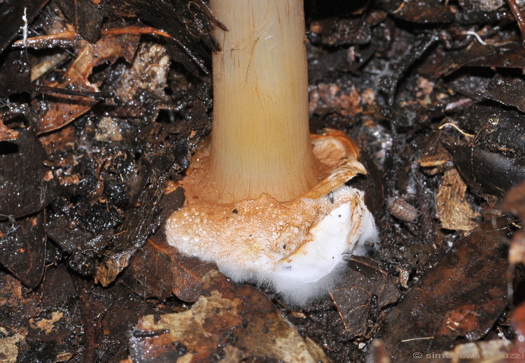 Escursione del tardo autunno nelle colline chiantigiane